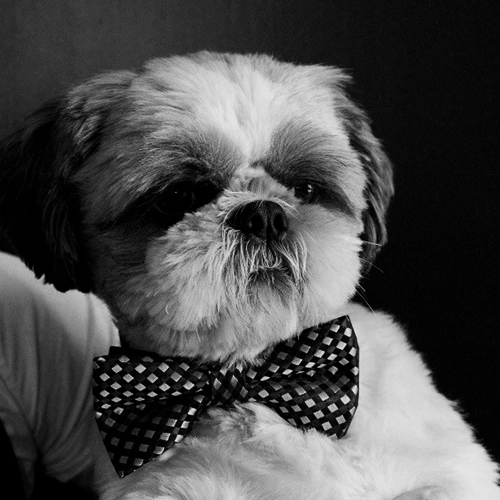 Otto